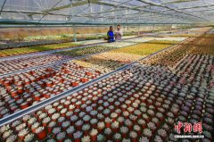 从“深藏闺中”到“产业兴旺” 景文高速赋能沿线乡村振兴